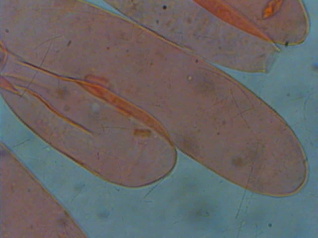 Cortinarius candelaris?